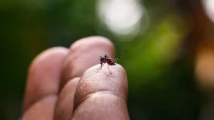 Em Pauta: Brasil tem maior biofábrica do mundo para criação de mosquitos do bem