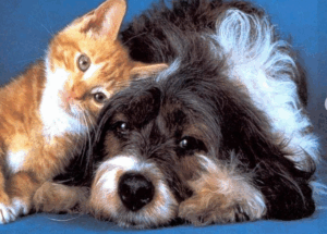 Em Olinda evento de adoção de pets acontece na FashionKids e ExpoBB 2025