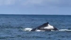 Pescadores registram Baleias-jubarte no mar de Maracaípe em Ipojuca